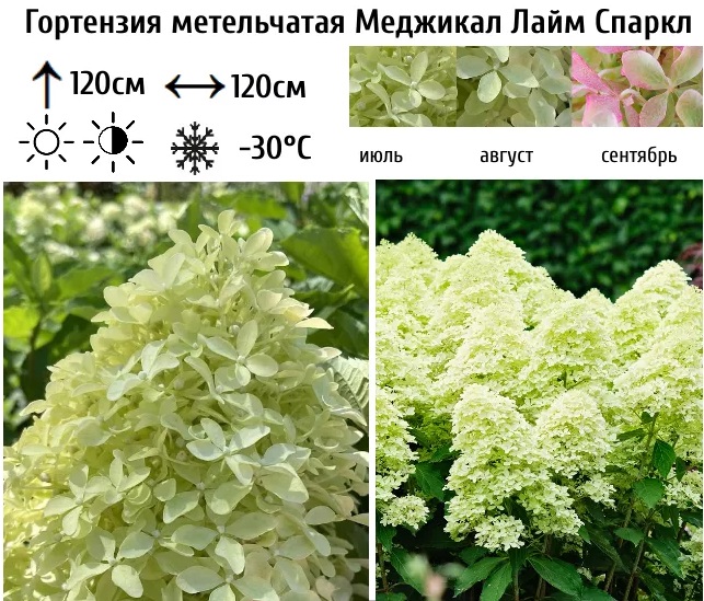 Мэджикал Лайм Спаркл (Magical Lime Sparkle) (горшок р9) — изображение 4