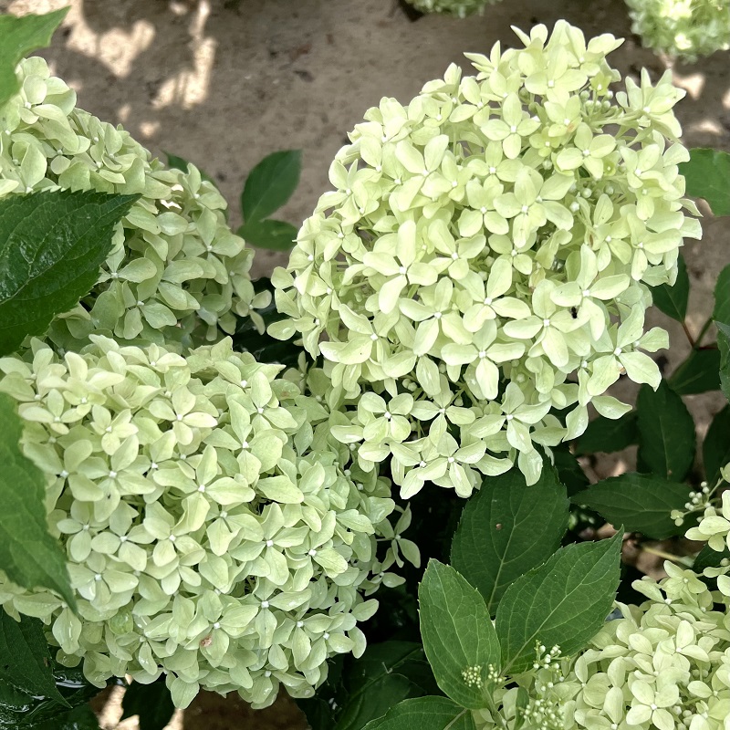 Мэджикал Лайм Спаркл (Magical Lime Sparkle) (горшок р9)
