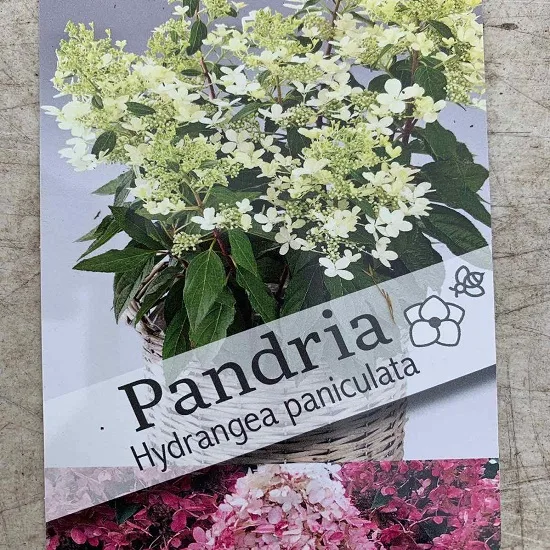 серия ПАН Пандриа (Pandria) (в кассете 1шт) — изображение 3