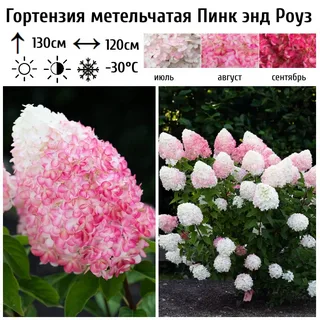 Пинк энд Роуз(Pink and Rose) (горшок р9) — изображение 4