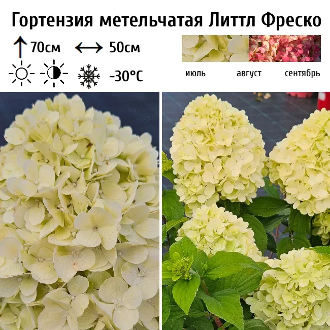 Литл Фреско(Little Fresco) (горшок р9) — изображение 3