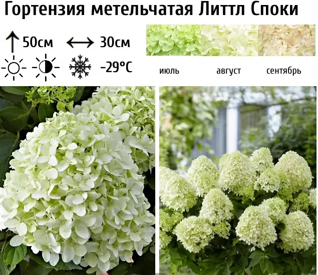 Литтл Споки (Little Spooky) (горшок р9) — изображение 3