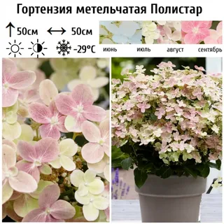 Полистар (Polestar) (горшок р9) — изображение 3