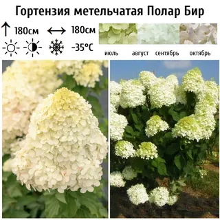 Полар Бир (Polar Bear) (горшок р9) — изображение 3