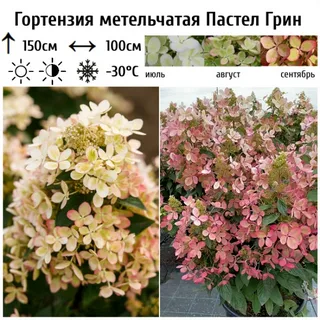 Пастель Грин(Pastel Green) (в кассете 1шт) — изображение 4