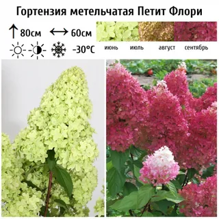Петит Флори (Petite Flori) (горшок р9) — изображение 3