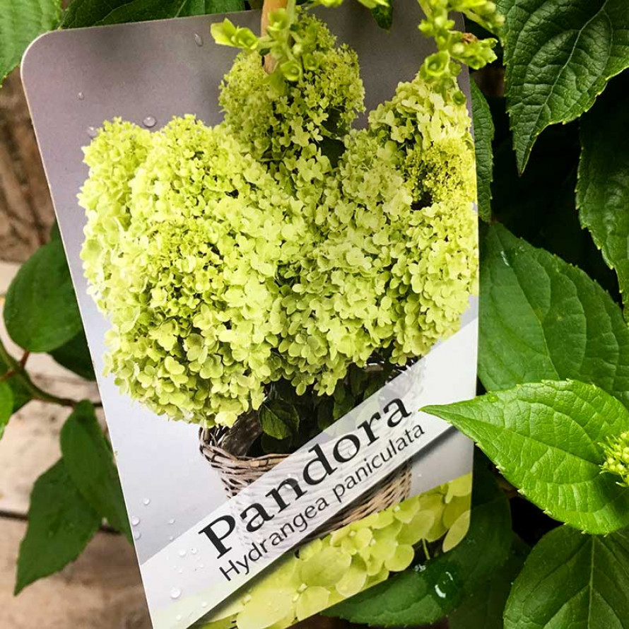 серия ПАН Пандора (Pandora) (горшок р9) — изображение 3