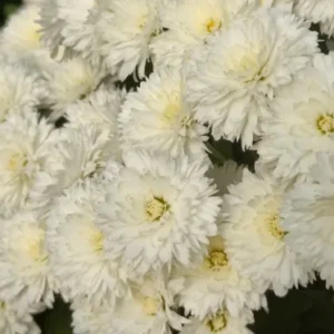 37 Коко Шанель