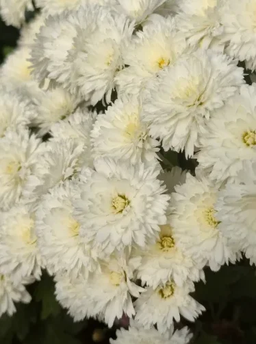 37 Коко Шанель